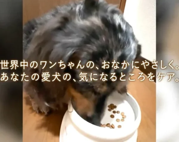 ギャラリー画像 5